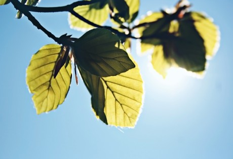 Leaf in Sun
